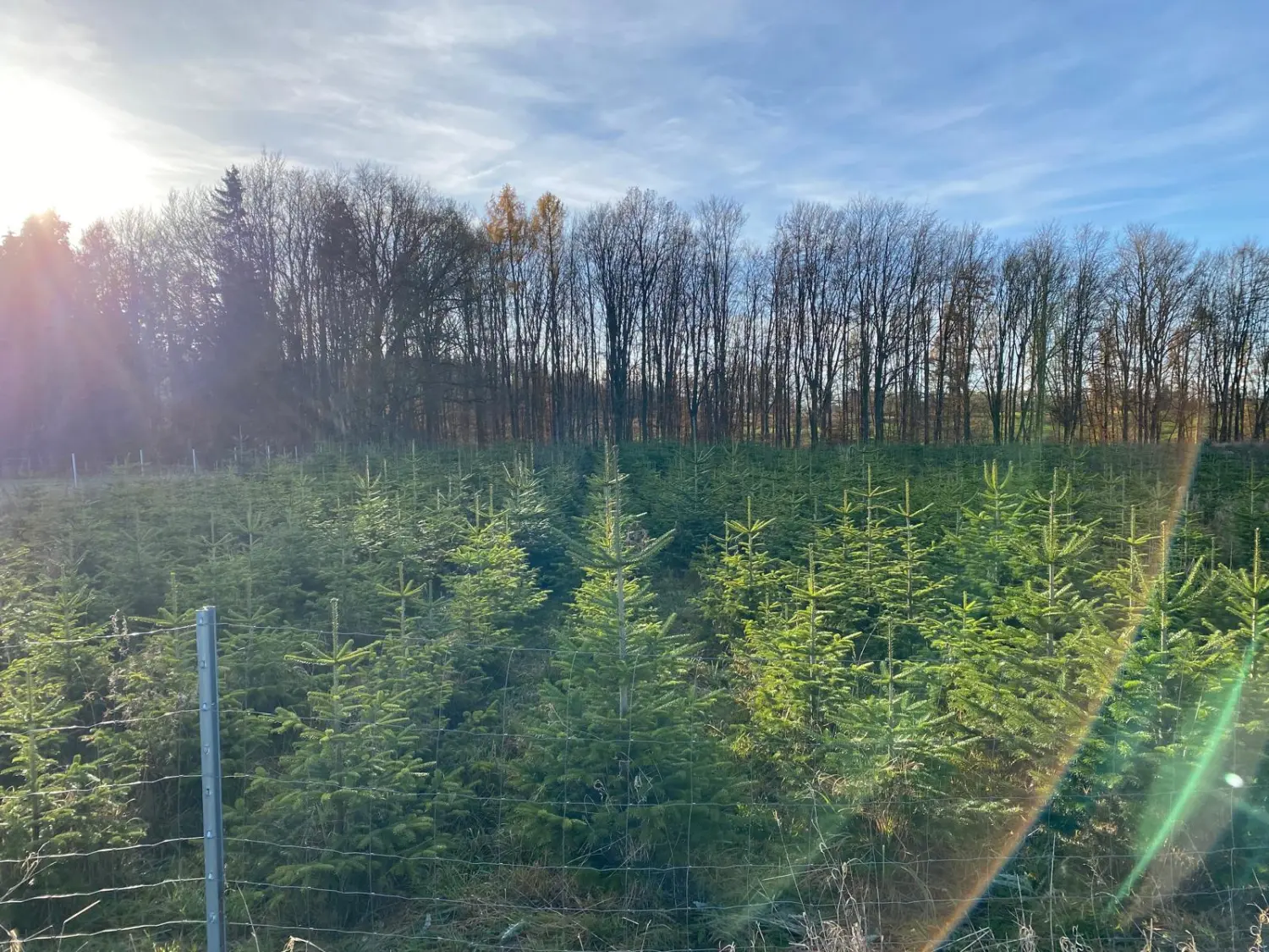Waldblick von Praxis für Naturheilkunde Andreas Lötterle